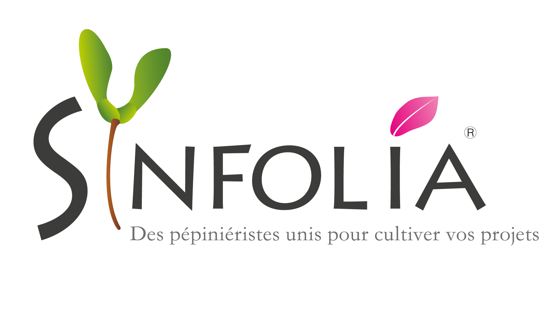 Synfolia